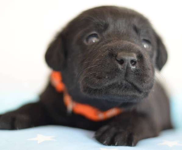 Щенки лабрадора- ретривера в фото 36
