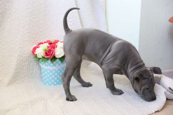 Щенки тайского риджбека в Дубне фото 7