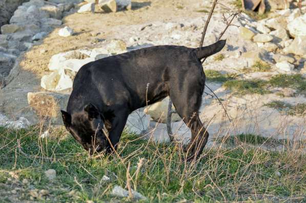 Кобель кане корсо в Симферополе фото 6