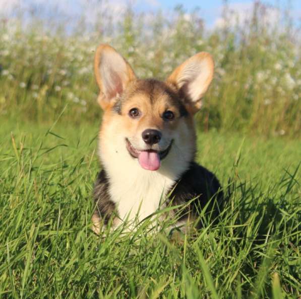 Щеночки Вельш корги пемброк