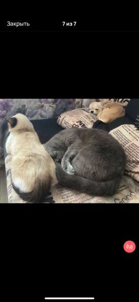 Кошки в добрые руки в Ярославле