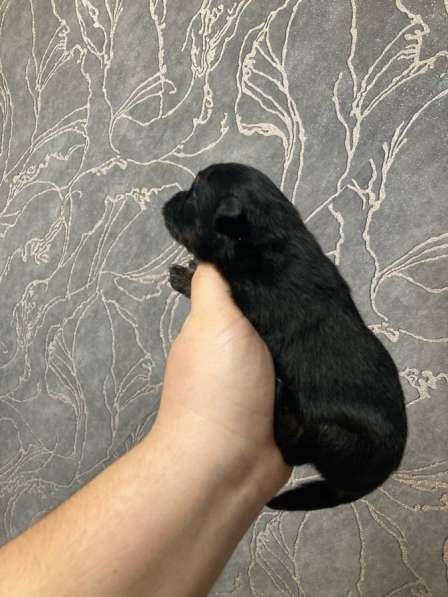 Продам щенков шпица в Иванове фото 6