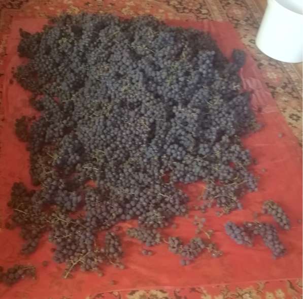 Саженцы винограда Южного Подмосковья в Чехове фото 14