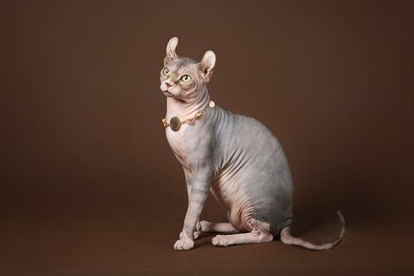 Красота – страшная сила – это сфинкс, эльф бамбино в Мурманске фото 8