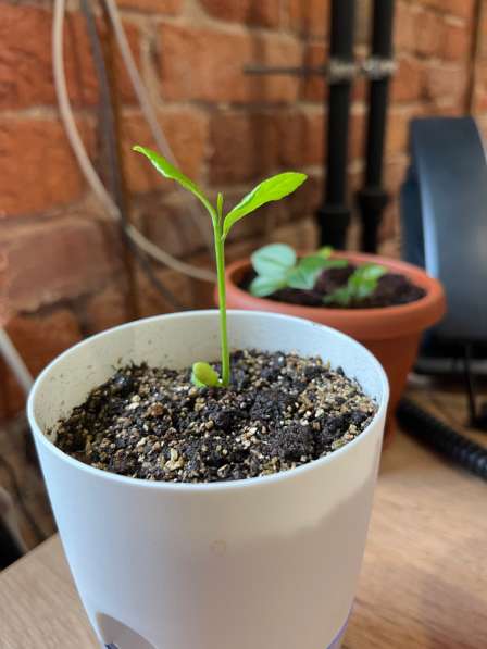 Лимонное деревце