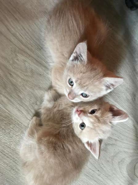 Котята в Екатеринбурге фото 3