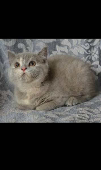 Шотландские котята. Кошечка в 