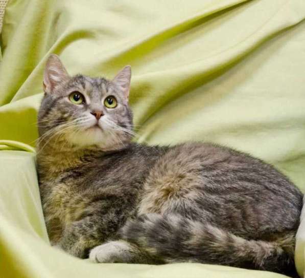 Князь Серебряный — котик Кисыч ищет дом