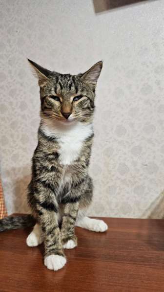 Особенная кошечка Пуся ищет дом