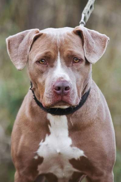 Молодая питбуль Бежа в дар в Москве фото 4