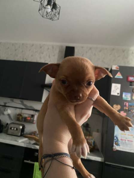 Продам щенка Чихуахуа в Москве фото 4