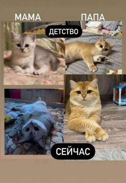 Котята шиншилы в Михайловке