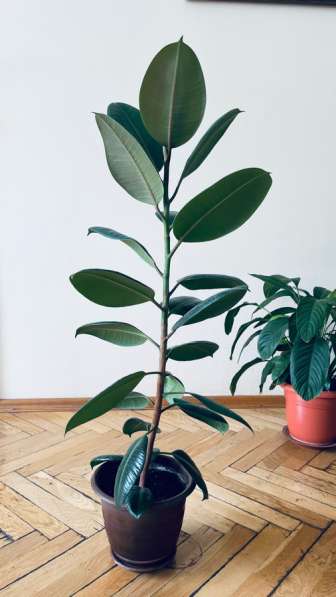 Цветы комнатные в Красноярске