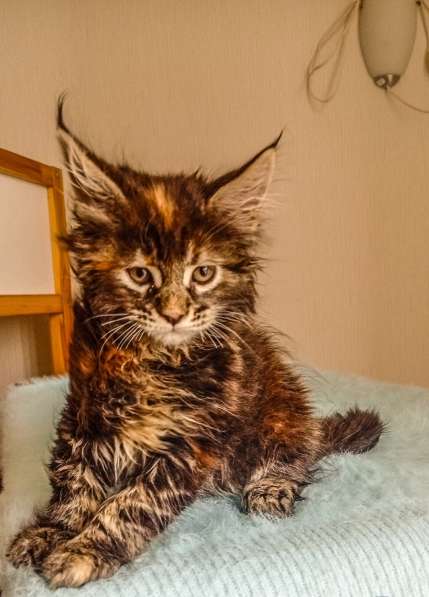 Котята породы Мейн Кун. Все документы в фото 11