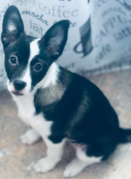 Отдам в добрые руки, девочка 4 месяцев