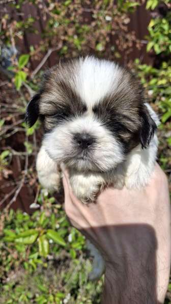 Чистокровные щенки Ши-Тцу в фото 15