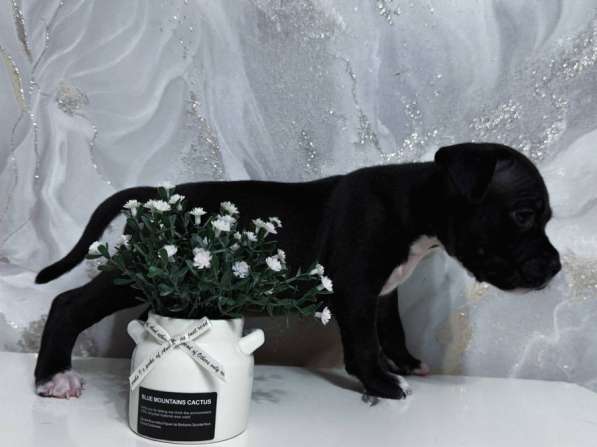 Американский Стаффордширский терьер в Самаре