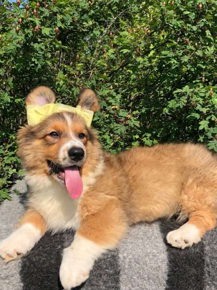 Щенки вельш корги кардиган в Санкт-Петербурге