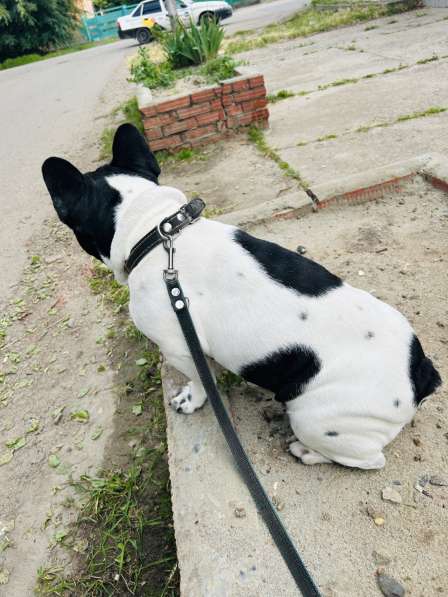 Щенки французского бульдога в Тимашевске