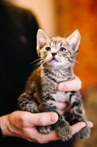 Отдам даром Очаровательные малыши ищут дом в Санкт-Петербурге фото 4