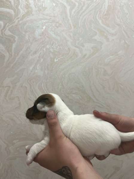 Щенки Джек Рассел терьер в Москве