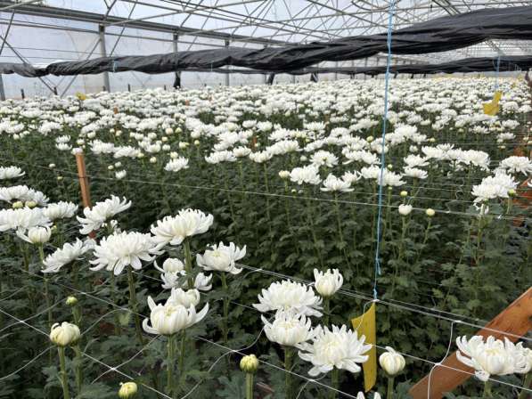 Продажа Цветов в Армавире