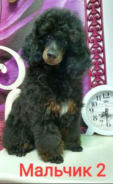 Пуделята фантомы щенки в Москве