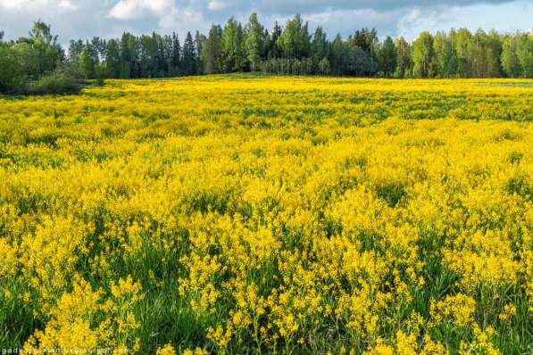 Продажа земли с/х назначения