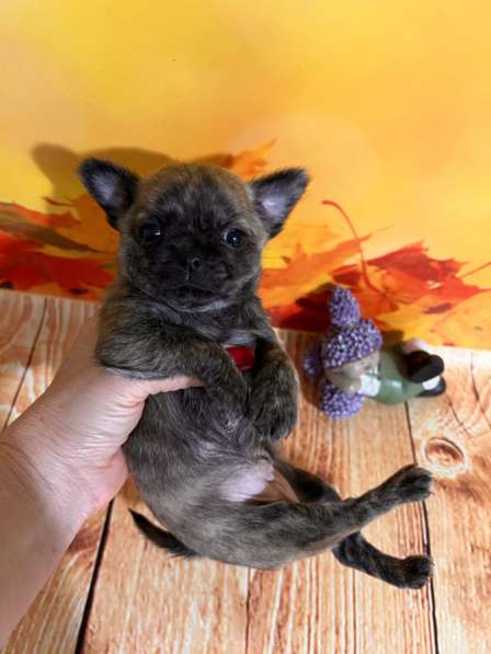 Щенки чихуахуа. Мини мальчики и девочки в Москве