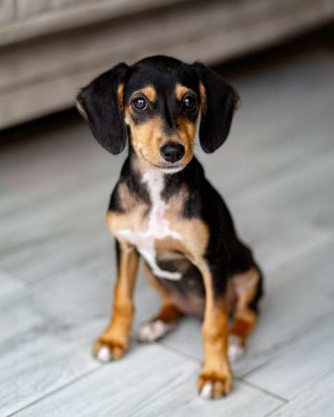 Очаровательная девочка Зиппи готова к переезду в новый дом