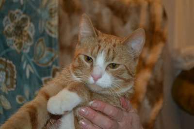 Отдам даром Красавчик Филя ищет дом в Санкт-Петербурге фото 5