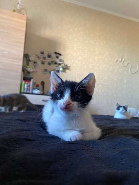 Котята в добрые руки(мальчики) в Уфе фото 5
