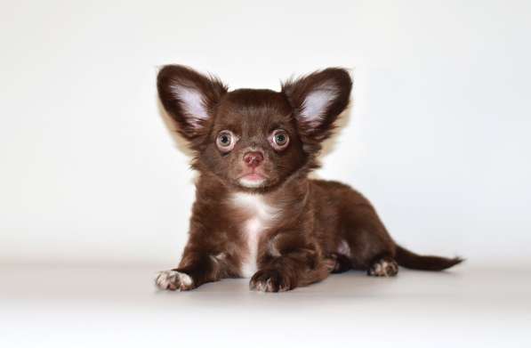 Мальчики чихуахуа в Москве фото 4