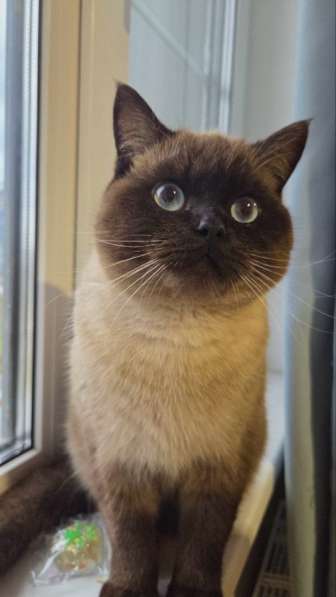 Британский котенок в Санкт-Петербурге фото 3