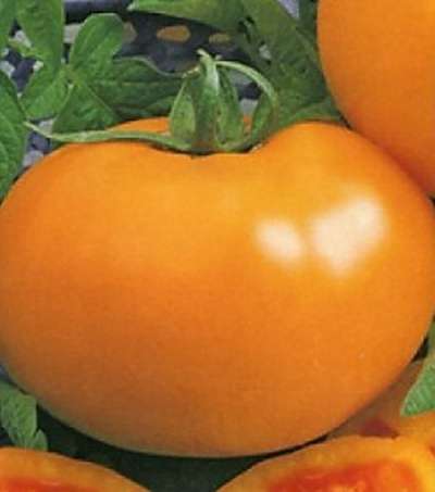 Семена томатов в Владивостоке