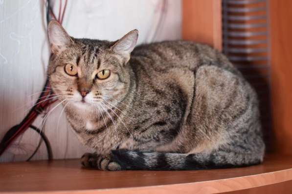 Алиса &mdash; беззащитное существо ищет дом