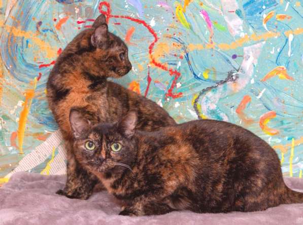 Котенок в добрые руки. Крошка пеструшка в Калуге фото 35