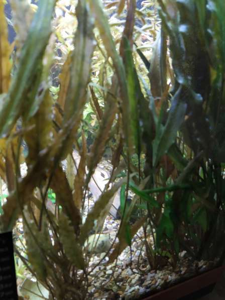 Криптокорина аквариумное растение