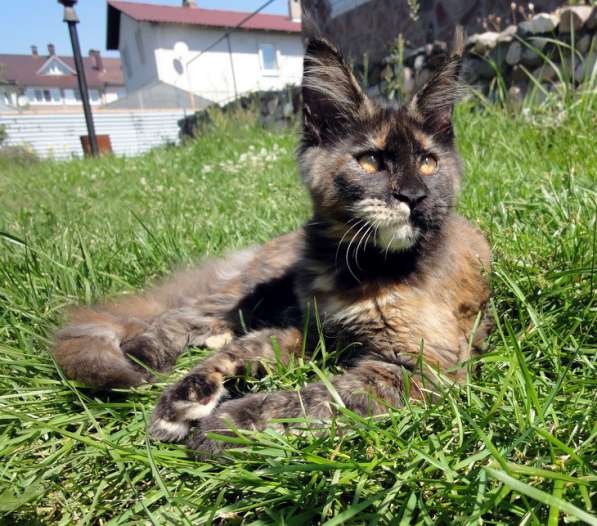 Апельсинки к Новому Году в Рязани фото 128