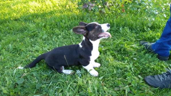 Продажа щенков корги в Екатеринбурге фото 14