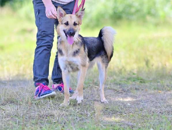 Красавица Джуля ищет дом! в Москве фото 4