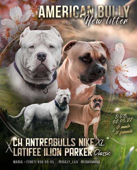 Щенки шикарной породы Американский Булли (девочки) в Краснодаре фото 9