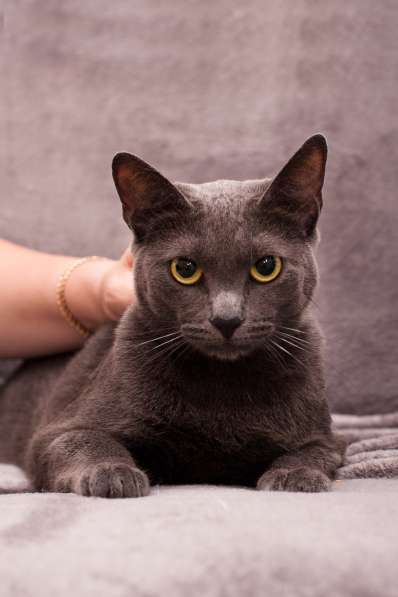 Грациозная красавица Капитошка ищет семью в Москве фото 3