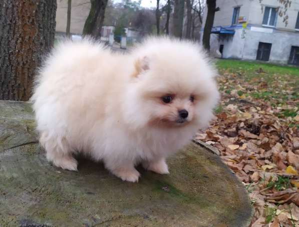 Pomeranian spitz. Mini girl в фото 3