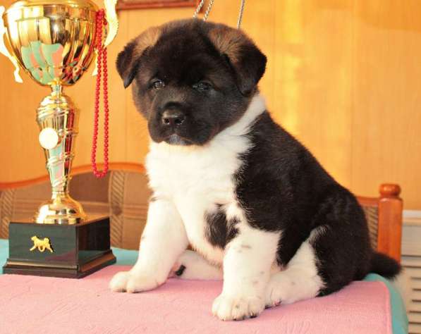 Щенки Американской Акиты в Нижнем Новгороде фото 13