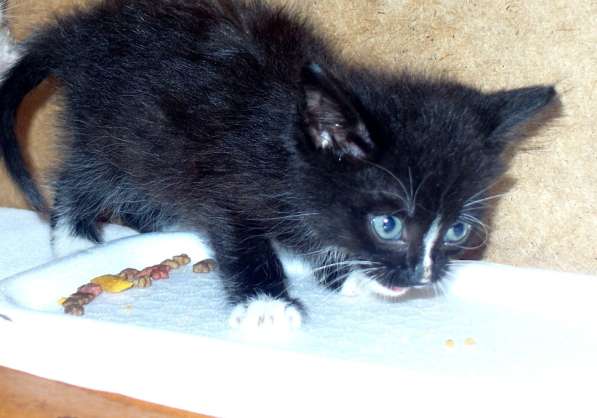 Сибирский котенок Марсик 2,5 месяца ищет заботливых хозяев в Омске фото 4