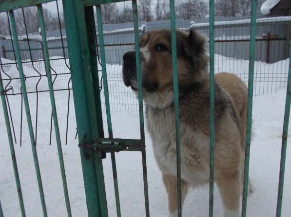 Щенки САО \алабай в Великом Новгороде фото 10