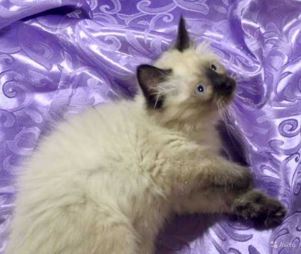 Котенок Невский маскарадный в Санкт-Петербурге фото 8