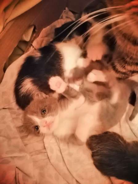 Котята в Новосибирске фото 25