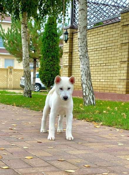 Щенки Японской собаки Кисю в Красноярске фото 4